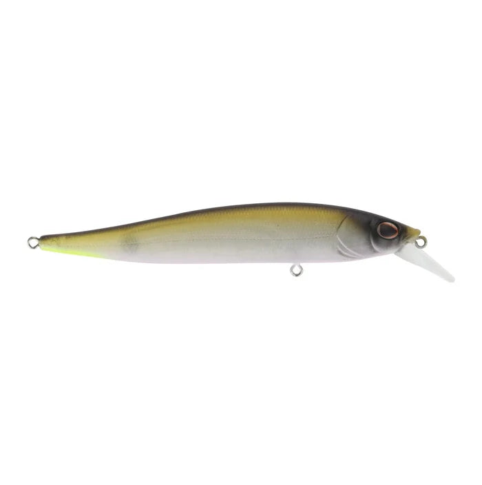 100 / MF Tennessee Shad