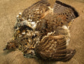 Close-up of Nature's Spirit Ruffed Grouse Skin showing detailed brown, tan, and cream feathers with natural patterns, used for fly fishing tackle and lure crafting.